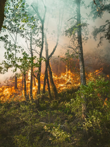 Iniciativa Bomberos Brasil
